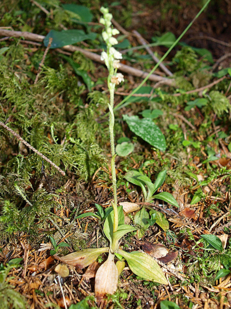 Chiedo conferma per Goodyera repens